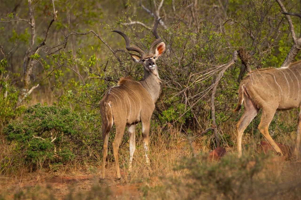 Nungu Game Lodge Lephalale Bagian luar foto