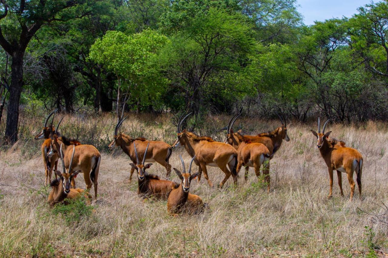 Nungu Game Lodge Lephalale Bagian luar foto