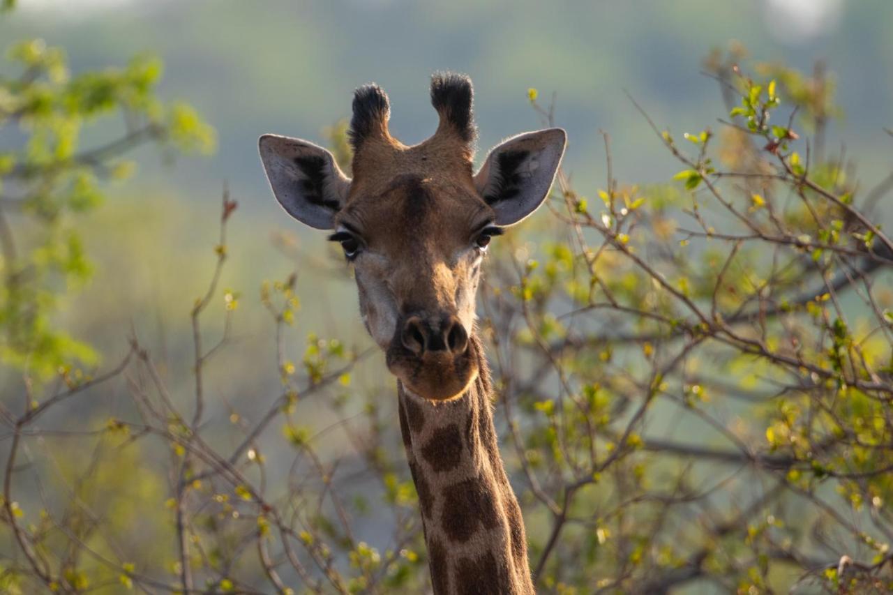 Nungu Game Lodge Lephalale Bagian luar foto